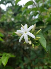 white flower in the garden