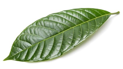 Obraz premium Single isolated green leaf with visible veins detailed close up shot