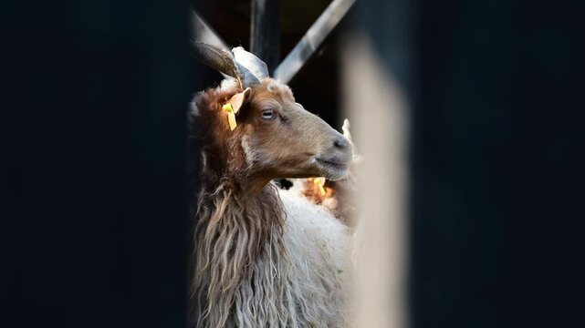 A Hungarian Racka sheep with long, woolly fur and distinct horns in a rural setting