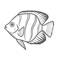 Fototapeta premium Flame Angelfish Outline Illustration, Centropyge Loricula