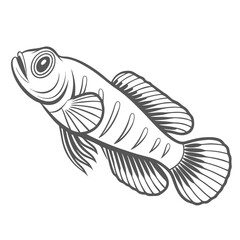 Elegant Firefish Goby Line Art Illustration