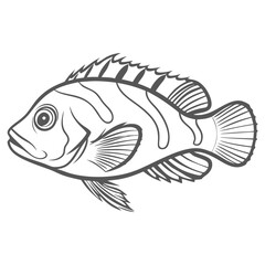 Flame Hawkfish Outline Illustration, Neocirrhites armatus