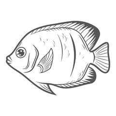 Angelfish Line Art - Centropyge Argi Illustration