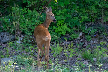 Roe-deer in the forest