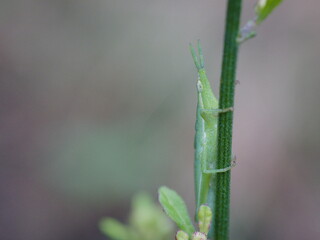 Detailed Shot of a Grasshopper on Leaf