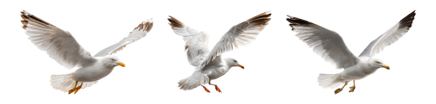 Seagulls taking flight coastal beach wildlife
