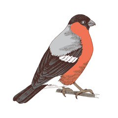 Bullfinch bird hand drawn vector illustration
