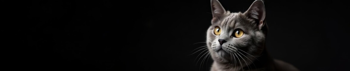 Close up of adorable British gray cat on black background, fur, pet, domestic
