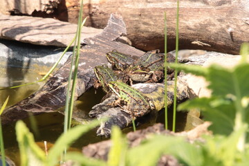 Teichfrösche am Wasser
