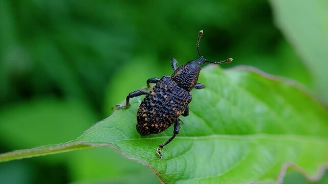 한국,곤충,사과곰보바구미,바구미,Korea, Insects,weevil