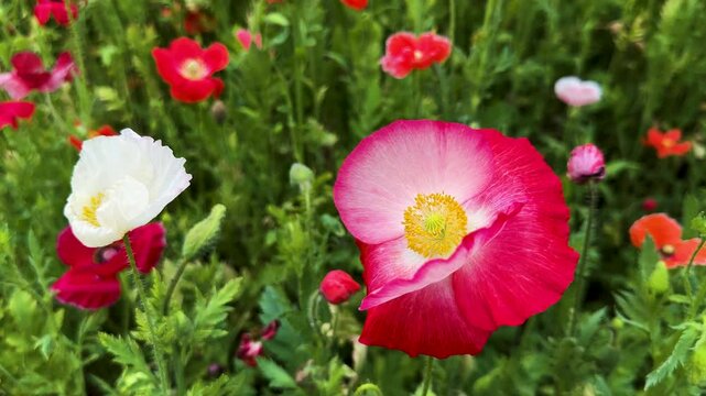 Close shot of colorful flowers of Papaver rhoeas, commonly known as common poppy, corn poppy, corn rose, field poppy, Flanders poppy, red poppy and Odai, in a meadow in Liyang, Jiangsu, China.