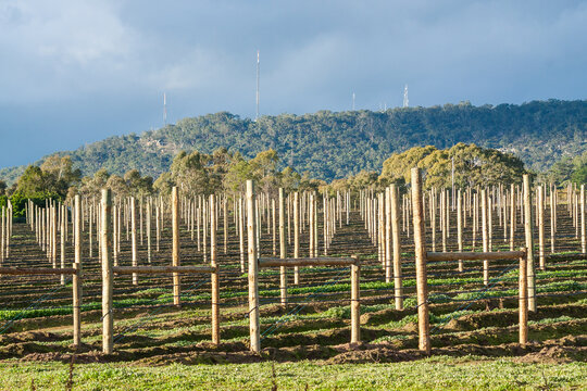 Tall posts lined up in rows in an orchard