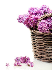 Lilac blossoms collected in a basket, selective focus, white background