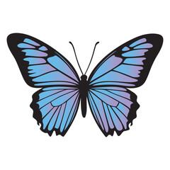 Elegant and Beautiful Butterfly Clipart in Vector Style with Isolated Designs

