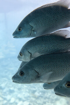 Group of Serranidae fish in the Caribbean Sea