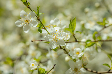 Close-up of delicate white spring blossoms on cherry tree branches under bright sunlight