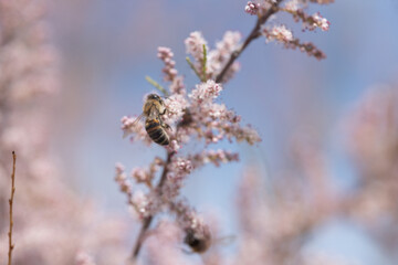 insect, bee, flower, nature, macro, fly, wasp, honey, bug, spring, yellow, animal, closeup, pollen, black, sting, summer, plant, wing, blossom, bumblebee, wildlife, close-up, nectar, garden