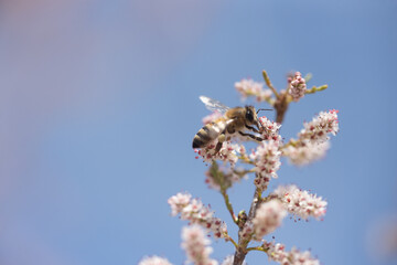 insect, bee, flower, nature, macro, fly, wasp, honey, bug, spring, yellow, animal, closeup, pollen, black, sting, summer, plant, wing, blossom, bumblebee, wildlife, close-up, nectar, garden