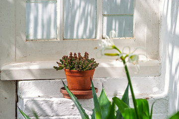 Sun. flower pot and window