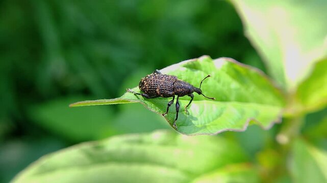 한국,곤충,사과곰보바구미,바구미,Korea, Insects,weevil