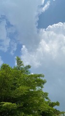 View of trees with clear sky and white clouds in the portrait background