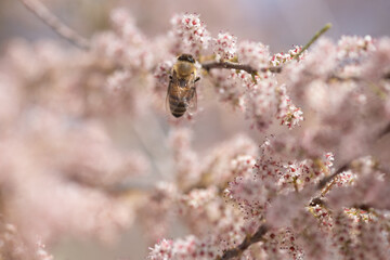 insect, bee, flower, nature, macro, fly, wasp, honey, bug, spring, yellow, animal, closeup, pollen, black, sting, summer, plant, wing, blossom, bumblebee, wildlife, close-up, nectar, garden