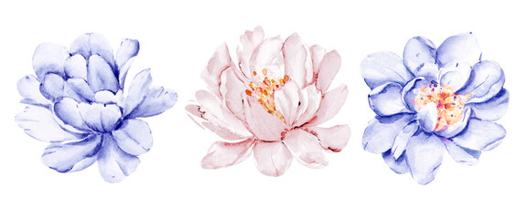 Flowers peonies digital illustration, spring design, watercolor hand painting. Perfectly for printing, sublimation.	
