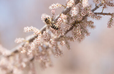 insect, bee, flower, nature, macro, fly, wasp, honey, bug, spring, yellow, animal, closeup, pollen, black, sting, summer, plant, wing, blossom, bumblebee, wildlife, close-up, nectar, garden