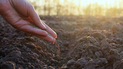 A hand gently scatters seeds into the rich earth as the sun sets in a tranquil farming environment,...