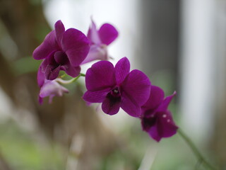Close-Up of Purple Orchid in Natural Light