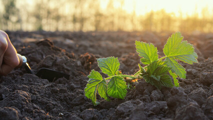 A farmer carefully plants seedlings in rich, dark soil as the sun sets, casting a warm glow over...