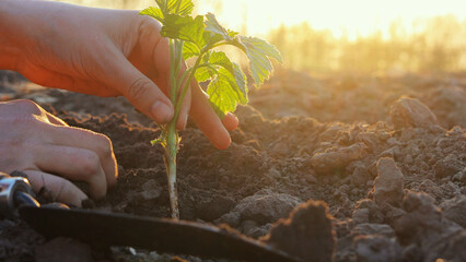 Hands carefully plant a young seedling into rich soil as sunlight breaks through, highlighting the...