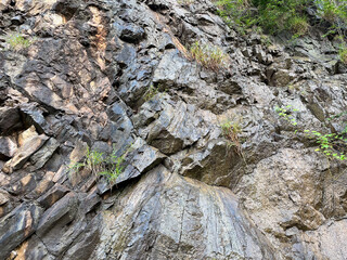 Wet stone wall in jungle thicket authentic background