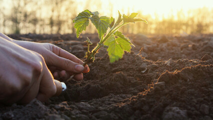 Farmers work diligently to plant seedlings in fertile earth as the sun sets, showcasing their...