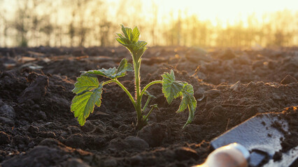 A vibrant seedling breaks through the dark, fertile soil at dawn, marking the start of a new...