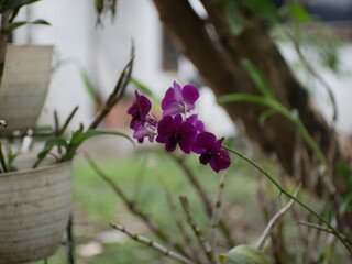Graceful Violet Orchid on a Green Stem