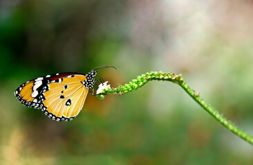 A tropical forest butterfly sitting on the leave Insects in their natural habitat