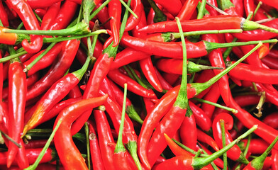Red chili peppers on the tree in the garden, organic farm of Thailand