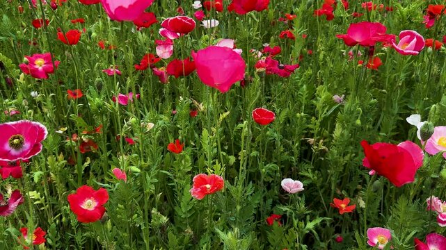 Tilt up shot of Papaver rhoeas flowers in a meadow and church behind, commonly known as common poppy, corn poppy, corn rose, field poppy, Flanders poppy, red poppy and Odai, in Liyang, Jiangsu, China.