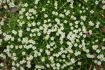 Close-up of green Irish moss with tiny white flowers in a garden, Sagina subulata