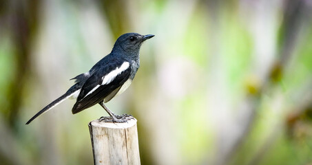 the bird in the nature with dramatic tone