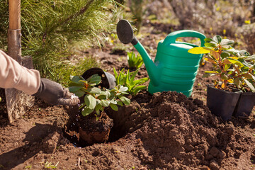 Gardener adding granulated fertilizer to hole while planting rhododendron bush in ground in spring...