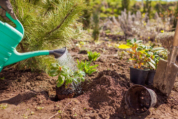 Gardener watering shrub while planting rhododendron bush in ground in spring garden using watering...