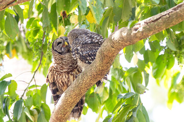 A young barred owl (Strix varia) with its parent in southwest Florida