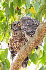 A young barred owl (Strix varia) with its parent in southwest Florida