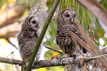 A young barred owl (Strix varia) with its parent in southwest Florida