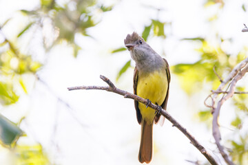 Great crested flycatcher (Myiarchus crinitus) on a branch in southwest Florida