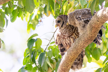 A young barred owl (Strix varia) with its parent in southwest Florida
