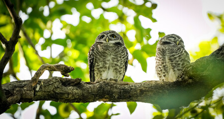 two owls in the nature with dramatic tone