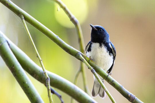 Black-throated blue warbler (Setophaga caerulescens), a cute and tiny songbird, in southwest Florida.